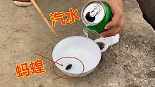 姑娘把汽水到在蚂蝗上会这样？5秒反应激烈，拍摄镜头记录全过程