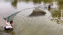 喂了一年青草的草鱼，没想到长这么漂亮，一网下去鱼都沸腾了