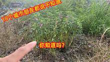 房子旁长了有一种植物，18个城市朋友都说不认识，看看你认识吗？