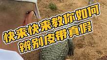 快来快来鳄鱼哥教你如何辨别皮带真假#鳄珍 