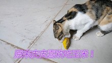 你们见过这么爱啃玉米的猫吗？不爱猫粮不爱肉专爱甜玉米