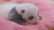 育幼室上新！快来看看新生的熊猫宝宝在做什么
