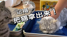 养猫家庭如何收拾行李？喵：只要我坚持，铲屎的就能带我一起走！