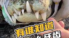 有谁知道这是什么牙齿？#鳄珍 