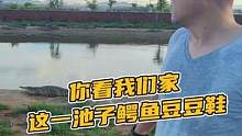 你看我们家这一池子鳄鱼豆豆鞋#鳄珍