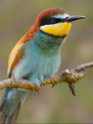 新疆最美鸟类：黄喉蜂虎鸟，羽毛色彩斑斓，你见过吗？ #探纪自然 #保护鸟类 #野生动物 #纪录片