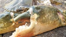 大退潮赶海，3米深石缝住着超级大青蟹，因太大被分解取出