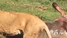 你见过跟水牛一样大的羚羊吗，被狮子一套法式舌吻给送走了#动物世界#野生动物零距离 #精彩片段