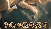三头狮子猎杀水牛全过程，硬生生把水牛给耗死了#动物世界#野生动物零距离 