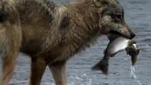 狼捕鱼为何故意扔掉呢