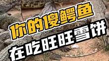  你的傻鳄鱼在吃旺旺雪饼#鳄珍 