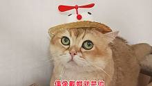 公猫们戴上时尚草帽，竟成了胖小丑社死现场，谁是最沮丧的那只猫