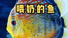 吃奶长大的鱼，你见过没有？
#七彩神仙鱼 #神奇动物在抖音 #七彩神仙鱼繁殖 #观赏鱼 #热带鱼