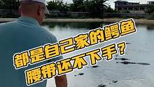 都是自己家的鳄鱼，腰带还不下手？#鳄珍