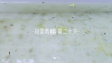 观背青鳉鱼苗第二十天