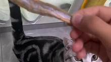 香酥满籽的多春鱼冻干，小猫咪都馋哭了#萌宠好物 #猫咪 #猫零食