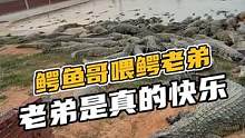 鳄鱼哥喂鳄老弟，老弟是真的快乐#鳄珍