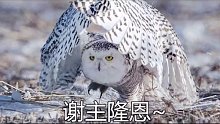 大家认识这个动物吗？猜猜看吧!