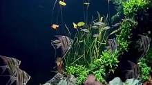 高缸的魅力，1.5米南美缸养埃及神仙#养鱼日记 #玻璃缸中的大自然 #埃及神仙鱼 #南美缸 #南美缸