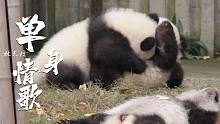 大熊猫版单身情歌！评论区看过的大熊猫都哭了……