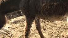 临盆土毛驴营养不良被贱卖，光抽不长蹄子异常，幸好解救及时！#毛驴修蹄 