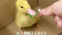 新的家庭成员来啦 大家说叫什么名字好呢～#vlog日常  #柯尔鸭