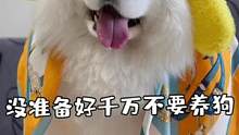 听我一句劝，没准备好千万不要养狗…#狗狗 #萨摩耶米泡泡 #抖in萌宠计划 #菜狗米泡泡 #爱对了每