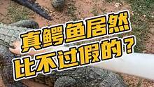 真鳄鱼居然比不过假的？#鳄珍 