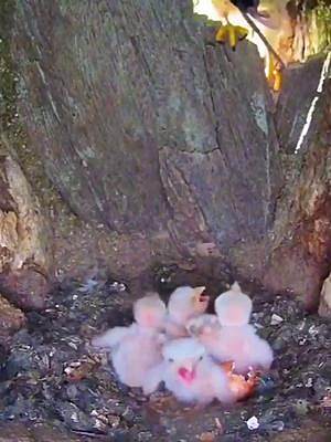 年轻的红隼小美和小帅相爱了，它们在树洞里产下卵，并孵化出幼崽#红隼育雏#动物鸟世界#万物皆有灵性 