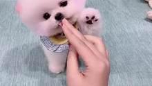 最适合女生养的狗～博美#这也太可爱了吧 #抖in萌宠计划 #博美#茶杯犬#俊介