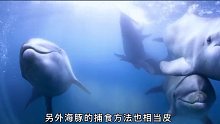 海洋中的微笑天使，聪明且顽皮的海豚，会出于本能的救人！