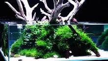 ADA1.5米方莫斯水草造景缸展示 #水草造景 #鱼缸里的大自然 #草缸造景 #养鱼养心 #草缸