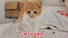 捡来的小橘猫爱上了垃圾桶，钻进去跟主人斗智斗勇的小模样萌翻人