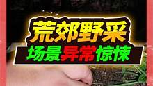 午夜荒郊深山野采中华蛇，不料发现奇异树枝，转身后吓出一身冷汗 #真实户外 #宠物 #蛇