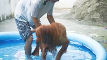 天气太热了！小哥选择带着毛孩子跳进泳池消暑