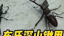 #好样说虫子 布氏深山锹甲，锹甲类都是我的爱呀！
