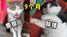 狸花猫9个月惊人变化，不小心从瘦皮猴养成了大白猪!