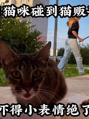 当猫咪碰到猫贩子吓得这小表情绝了 #喵星人 #萌宠出道计划 #家有傻猫 #搞笑配音