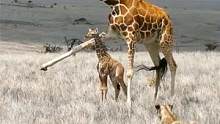 长颈鹿母子惨遭狮群的围攻，小长颈鹿根本无力反抗！#动物世界 
