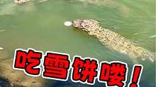 扬子鳄也吃旺旺雪饼？网友：不愧是顶级掠食者，一口就咬掉半个！ 