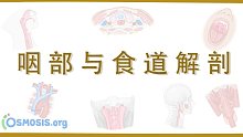 【Osmosis】咽部与食道解剖 Anatomy of the Pharynx and Esopha