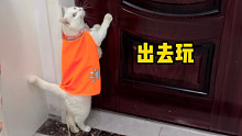 它真是比狗狗还勤快啊，天天想着出去玩
