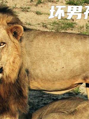 六头雄狮的成王之路 #狮子 #纪录片 #动物世界