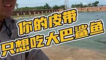 你的皮带只想吃大巴鲨鱼#鳄珍 