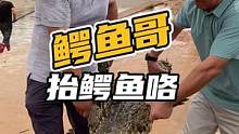 鳄鱼哥抬鳄鱼咯#鳄珍