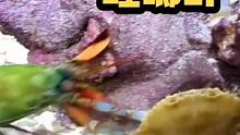 螳螂蝦，海底拳王，附帶黑科技三目视觉！#海洋生物 #海水缸 #螳螂虾 #螳螂虾杀手 #海水观赏鱼 