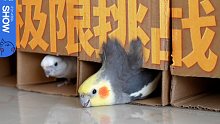身高12厘米的小鹦鹉，钻纸箱的极限窄度是多少？【马可波罗show】
