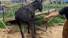 新乐带伤毛驴半年赔2000元，抽掉百斤才想起修蹄，这下赔惨了！#毛驴修蹄 #修驴蹄 #老手艺 