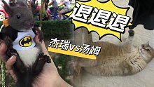 给猫咪买了只松鼠，它竟然是这种反应！