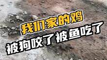 我们家的鸡被狗咬了被鳄鱼吃了#鳄鱼 